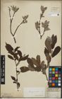 Foto von Salix lapponum L. x Salix silesiaca Willd.